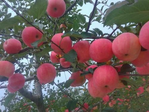 陇南新鲜苹果首次出口印尼市场