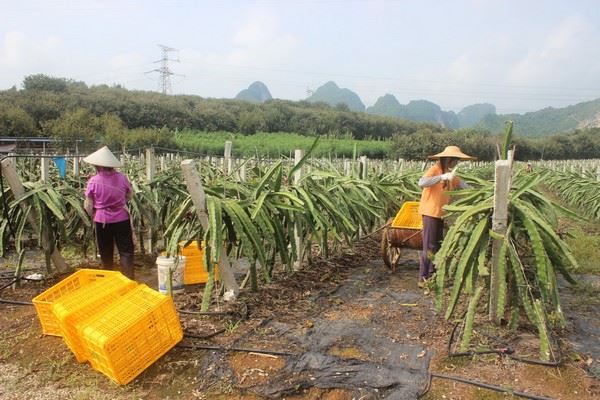 越南火龙果输华量减少近40%，国产果需求量激增