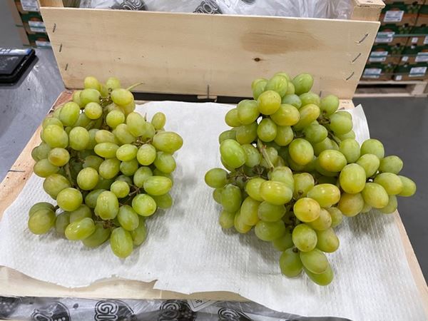 “智利葡萄产季突然结束, 但欧洲市场上并不缺货”