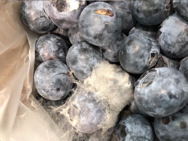 Tessara Berrisys：蓝莓的到货质量有很大差异
