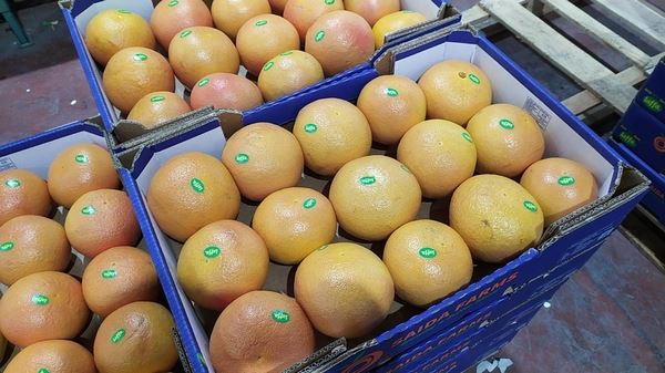 以色列的西柚产季即将结束