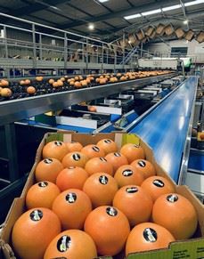 “欧洲市场看起来非常积极，尤其是对于南非种植者的早期葡萄柚而言。”