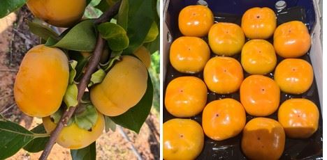 良好的生长条件为澳大利亚维多利亚州的柿子带来了一个积极的产季