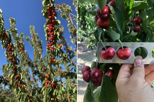 本周第一批加州樱桃开始收获