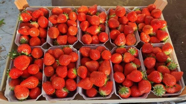 “人们一旦品尝到我们的草莓，我们的荷兰草莓就将征服市场”