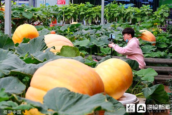 第22届中国国际蔬菜科技博览会开幕 展出300余种新蔬菜