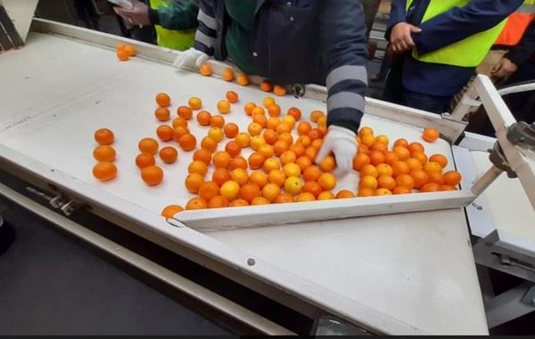 12年后南非柑橘首次被运往菲律宾