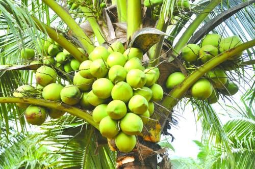 海南椰子供不应求，价格水涨船高