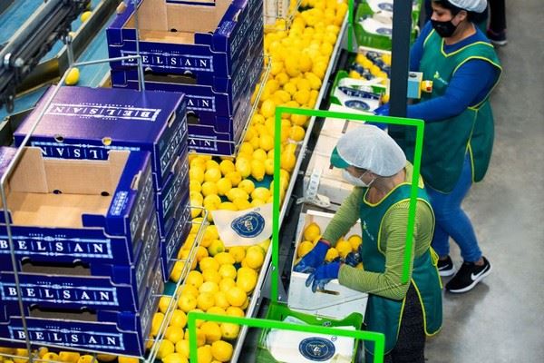 "西班牙和土耳其柠檬在产季后半段都可能面临短缺"