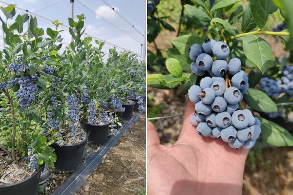 塞尔维亚蓝莓产量和出口量呈上升趋势