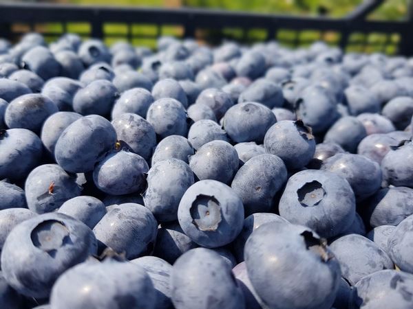 塞尔维亚蓝莓产量和出口量呈上升趋势