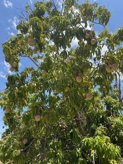 随着产量增加，旺季强劲开局为澳大利亚芒果种植者带来希望