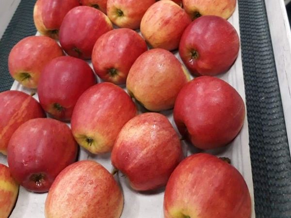 “波兰苹果交易季的开始略有延迟”