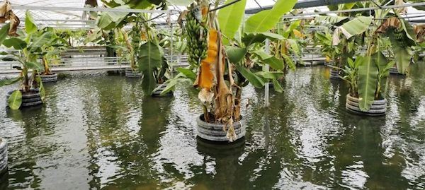 上海一果园在水上成功种植香蕉