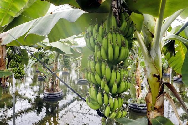 上海一果园在水上成功种植香蕉