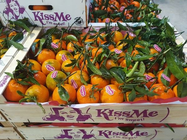 "克莱门汀橘产量较少，但部分原因也是有更大尺寸的水果"