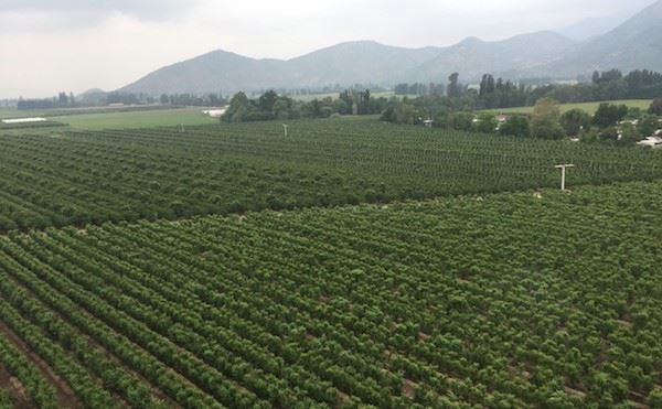 “据预计即将到来的智利樱桃产季会好于往年，品质更佳”