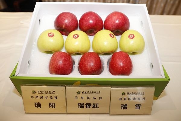 陕西培育的新优果品在上海亮相