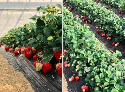 本季丹东草莓比往年推迟十几天上市 价格较去年同期下滑约10%-20%