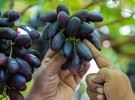 培育出细长葡萄品种 “King Berry” 的农民获奖