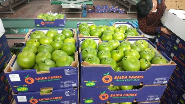 ”以色列今年的柑橘出口量预计会增加“
