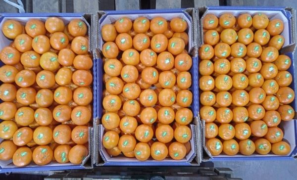 ”以色列今年的柑橘出口量预计会增加“