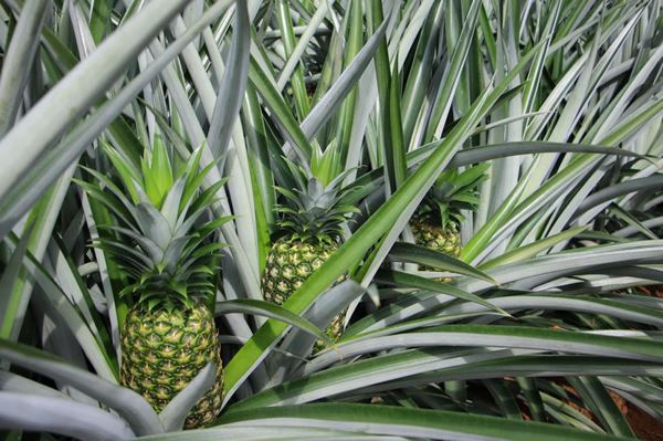 “我们在哥斯达黎加的菠萝农场是一个独特的概念”