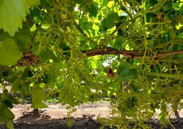 大风天气让澳大利亚维多利亚州的葡萄种植者有些紧张