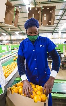 南非 KwaZulu-Natal 柑橘包装厂期待增加鳄梨包装