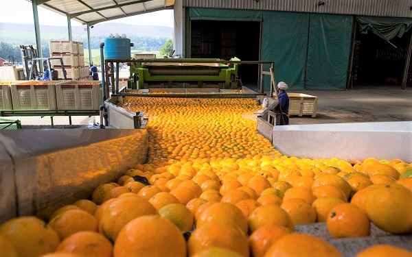 南非 KwaZulu-Natal 柑橘包装厂期待增加鳄梨包装