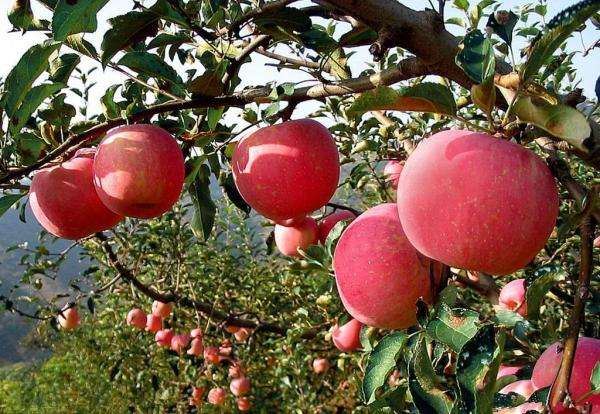 10月底渭南累计销售各类水果320万吨