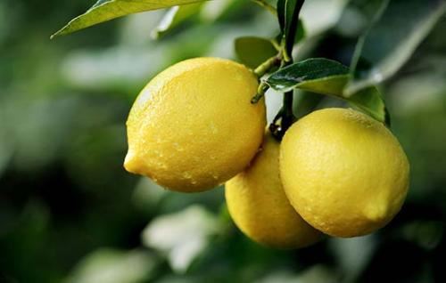 乌兹别克斯坦柠檬正式“敲开”中国市场大门