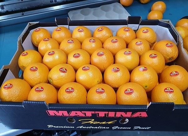 澳大利亚新鲜农产品公司在新柑橘种植项目后进一步推出种植计划