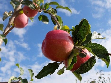 葡萄牙Candine苹果种植面积扩大