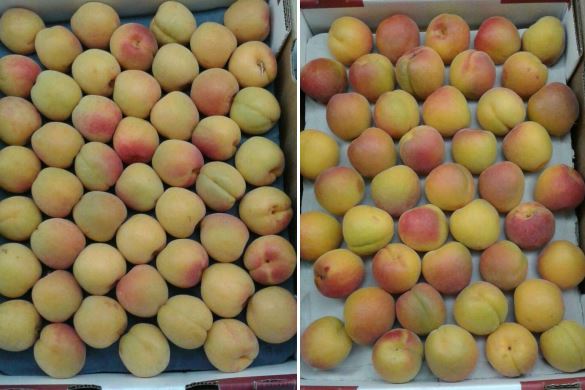 “欧洲市场仍有接纳早期南非桃子和油桃的空间”