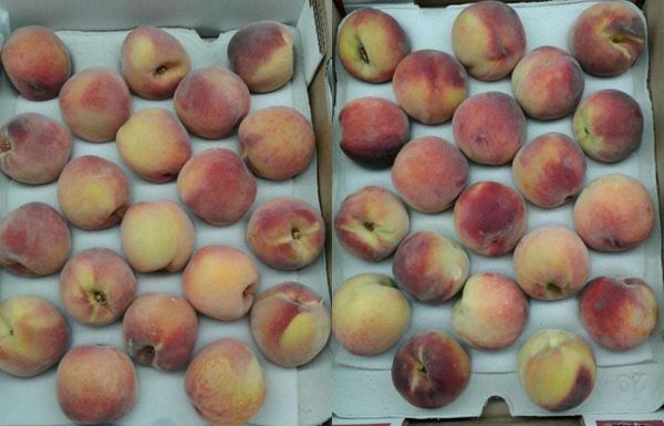“欧洲市场仍有接纳早期南非桃子和油桃的空间”