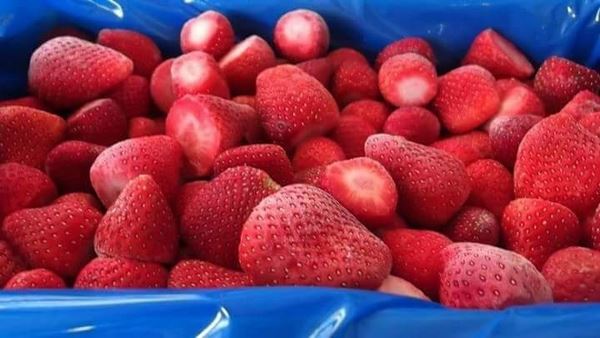 埃及草莓产季正在全面展开