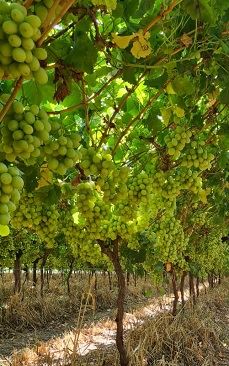 新葡萄品种提高了北开普省的竞争力