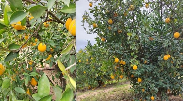 埃及柑橘产量减少约50%，市场需求将向好