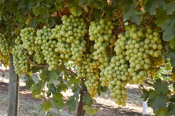 新葡萄品种提高了北开普省的竞争力