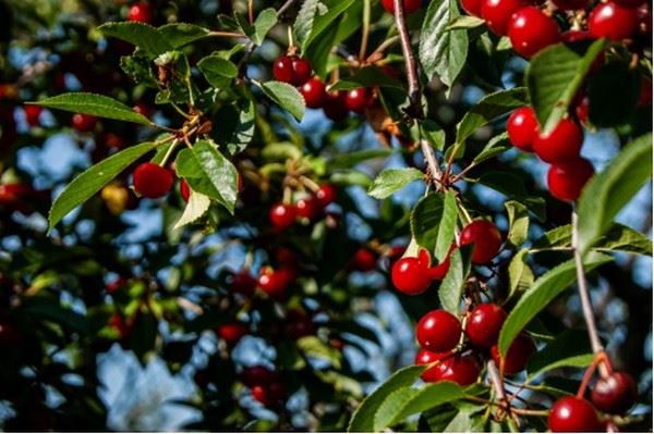 智利樱桃季在即，今年樱桃品质和出口又有新变化