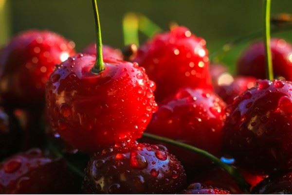 智利樱桃季在即，今年樱桃品质和出口又有新变化