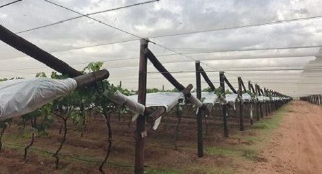 今年北开普省葡萄种植进展缓慢