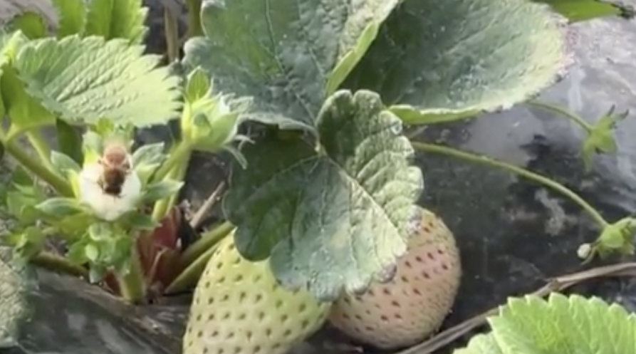 "雪原草莓"吃出菠萝味，每斤售价高达150元