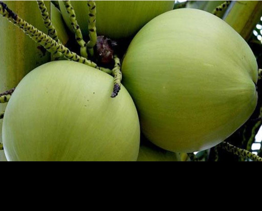 海南椰子价格“腰斩”，市场销售火爆