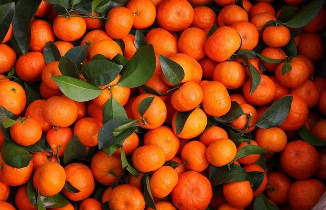 广西砂糖橘预计产量685万吨，总体销售价格与上年持平