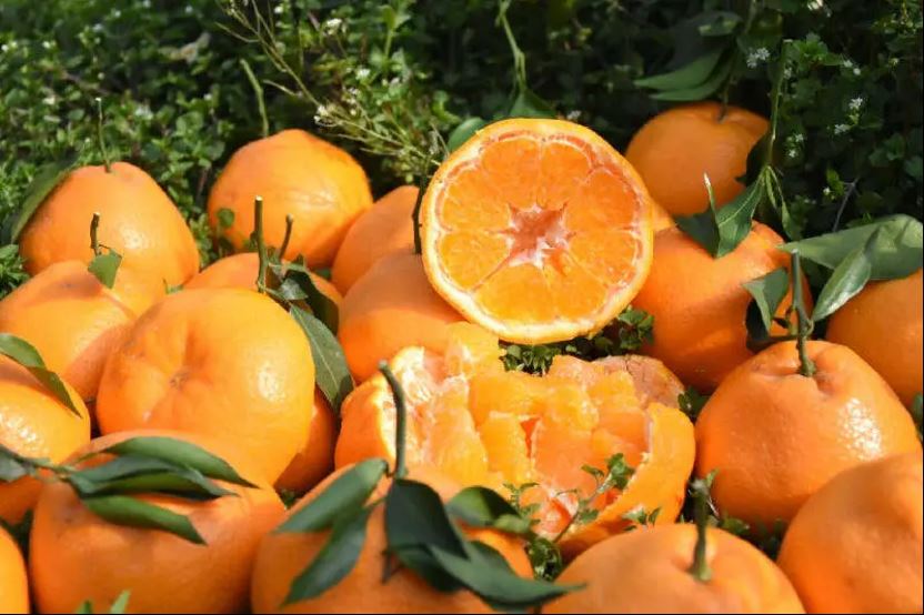 丹棱超晚熟柑橘品种“夏雅柑”被授予自主知识产权