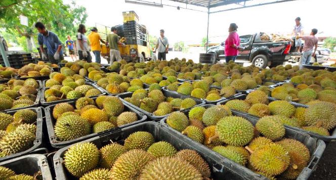 泰国榴莲、山竹将迎“双丰收”，确保水果“零新冠”推动对华出口
