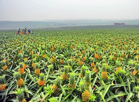 徐闻菠萝产量预计70万吨，对接RCEP首次出口新加坡市场