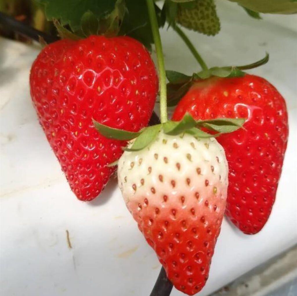 云南“冬宝”“冬纹”等6个草莓新品种获国家授权